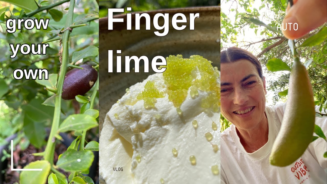 Grow your own AUSTRALIAN FINGER LIME - a taste sensation