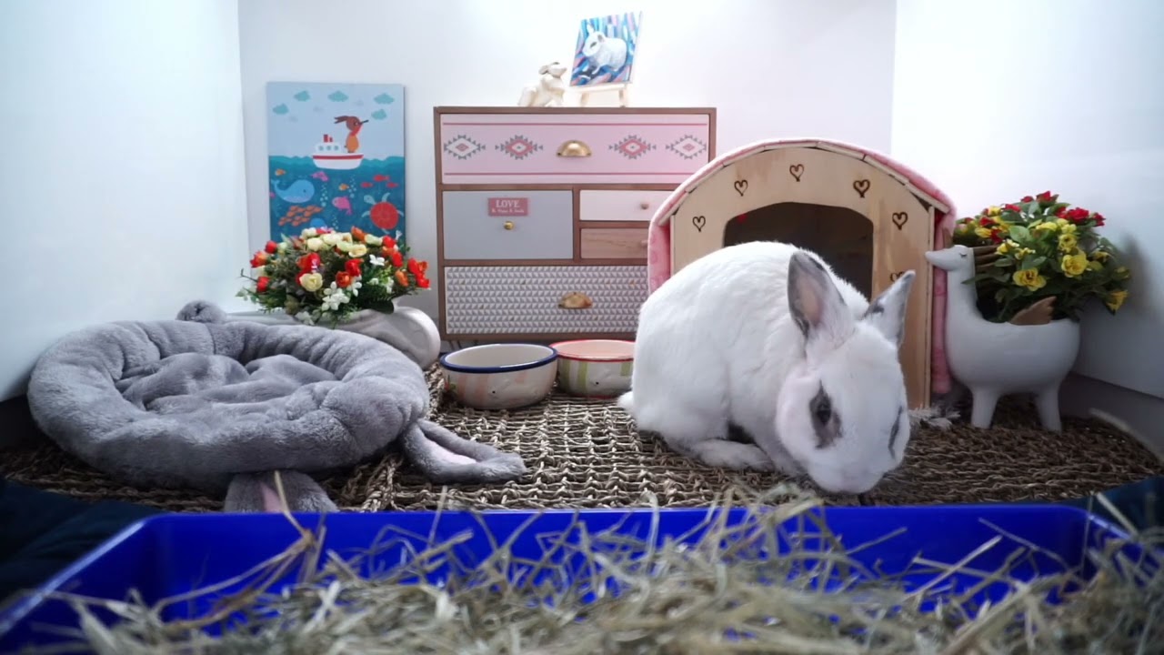 Highlight: Vacuum Cleaner Fashion Week winner will be known soon! Then bloodborne!