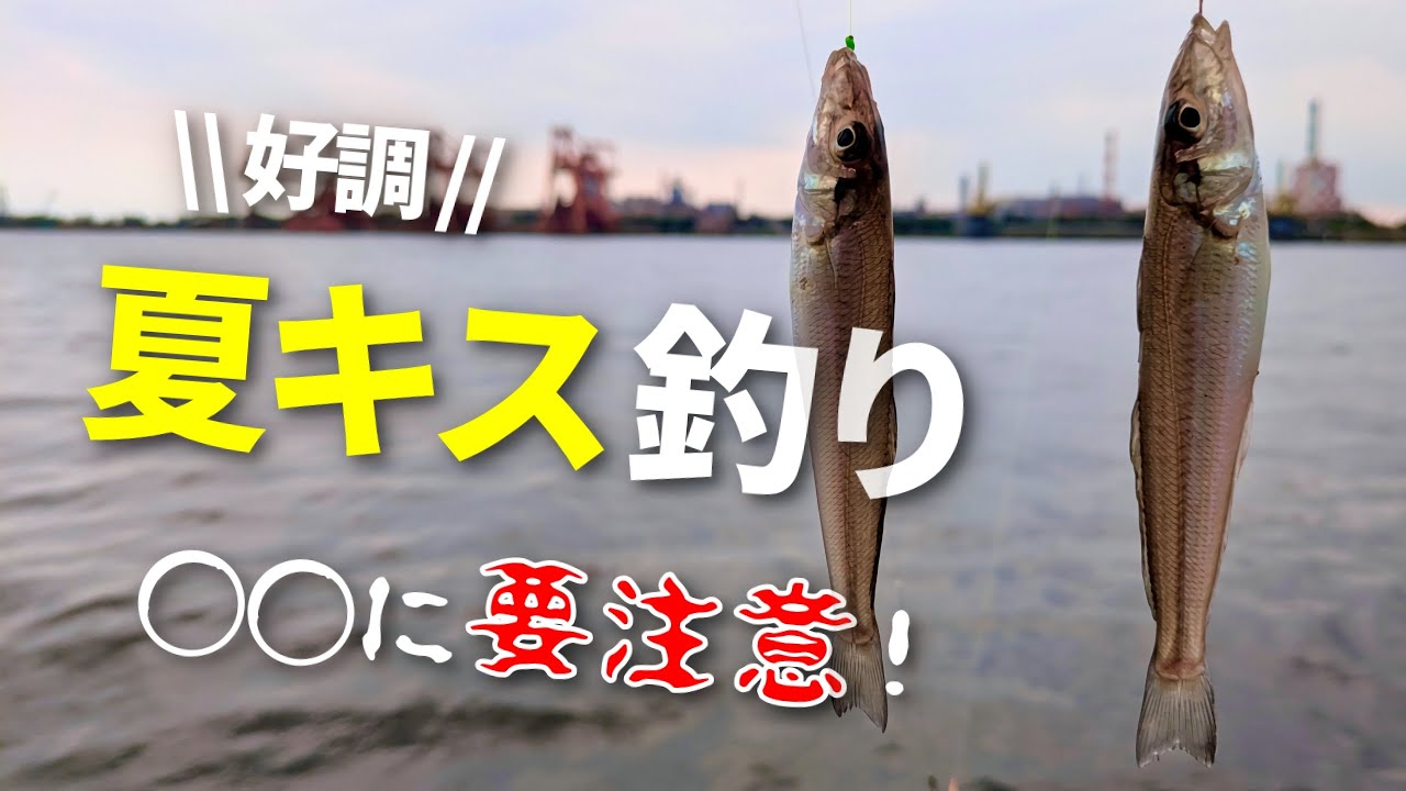 アジも釣れる!?夏のキス釣りはアイツにご用心【東扇島西公園】