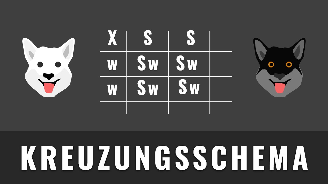 Kreuzungsschema erstellen | Mendelsche Regeln und Vererbung | Biologie Abitur