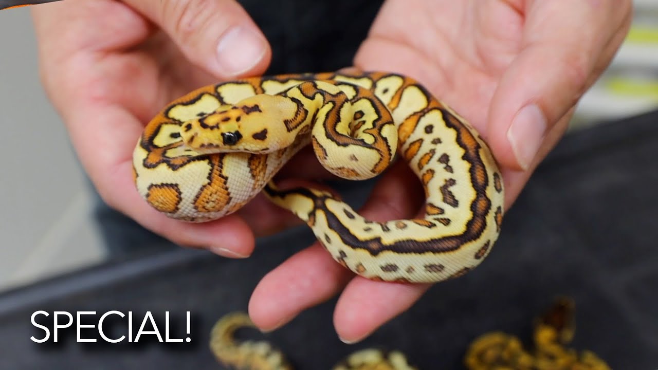 Why Special Clowns are NEXT Level! - My New Holdbacks