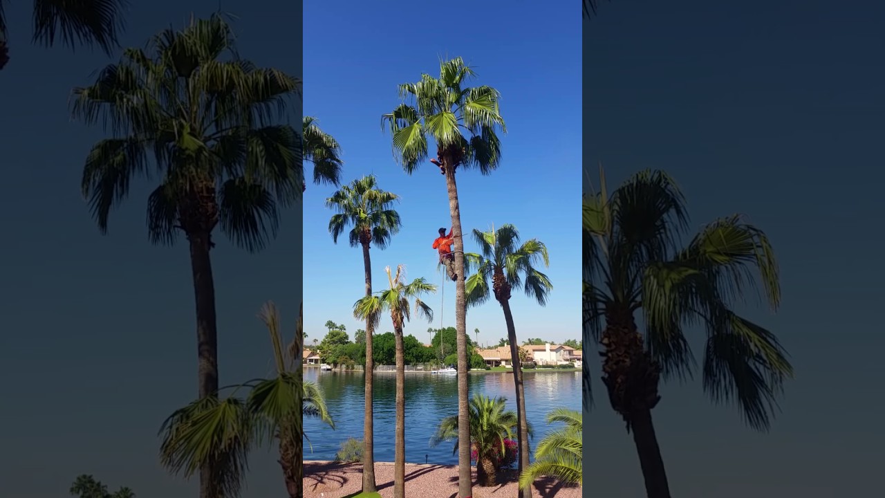 Palm Tree Cutting