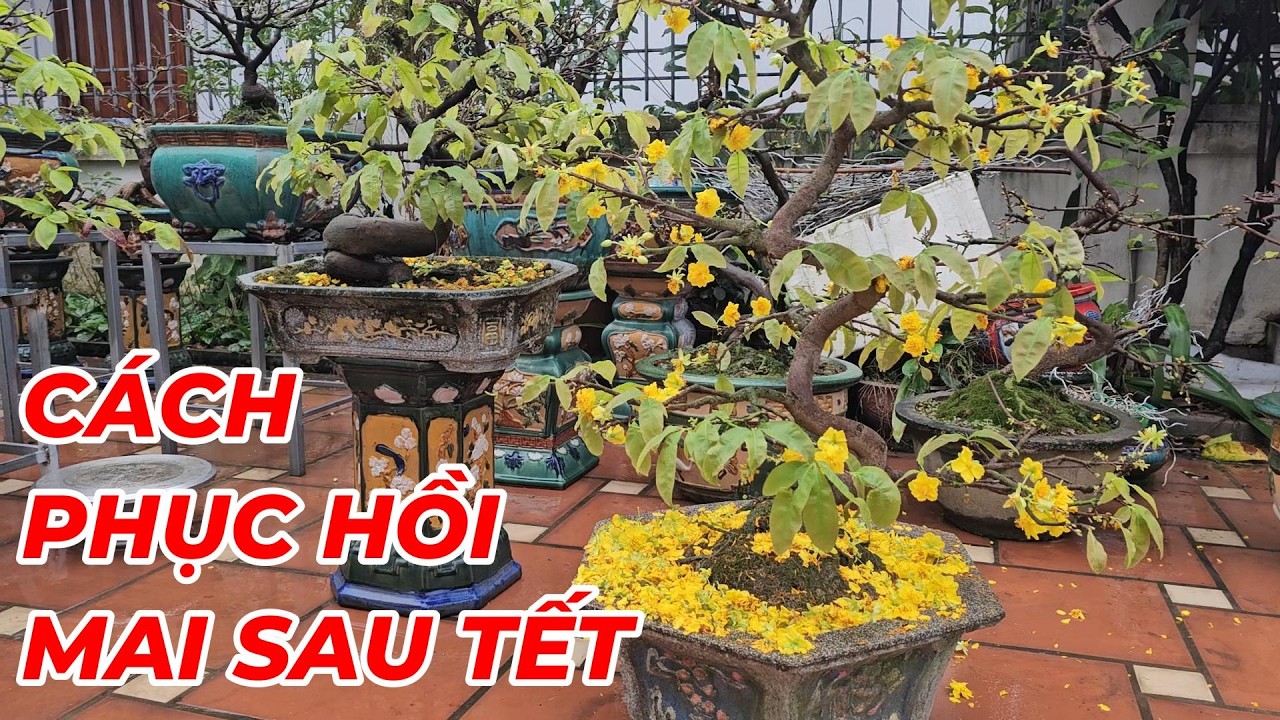 🔴 QBS25760 -  CÁCH CHĂM SÓC VÀ PHỤC HỒI CÂY MAI SAU TẾT | CÁCH XẢ TÀN CHO CÂY MAI DÁNG LONG #maivang
