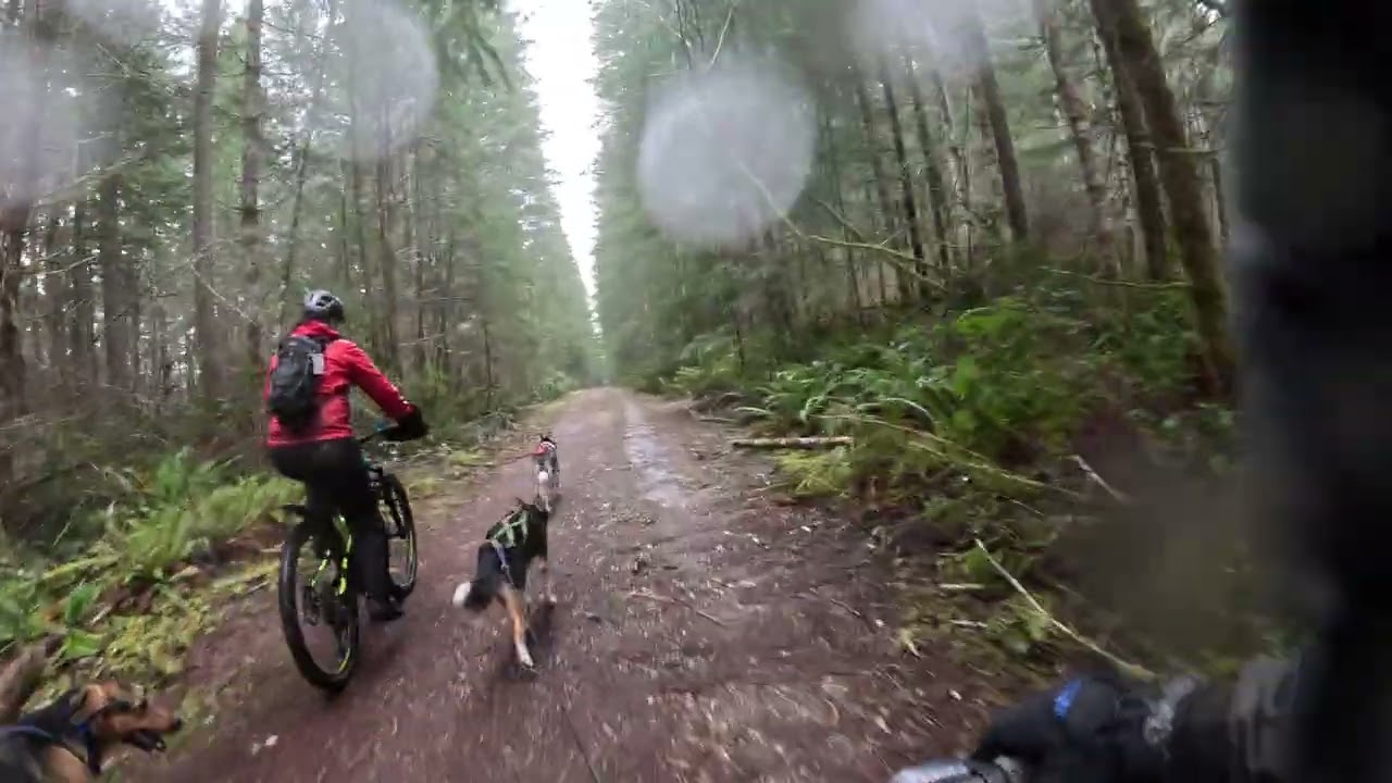 Elizabeth's Bikejor!