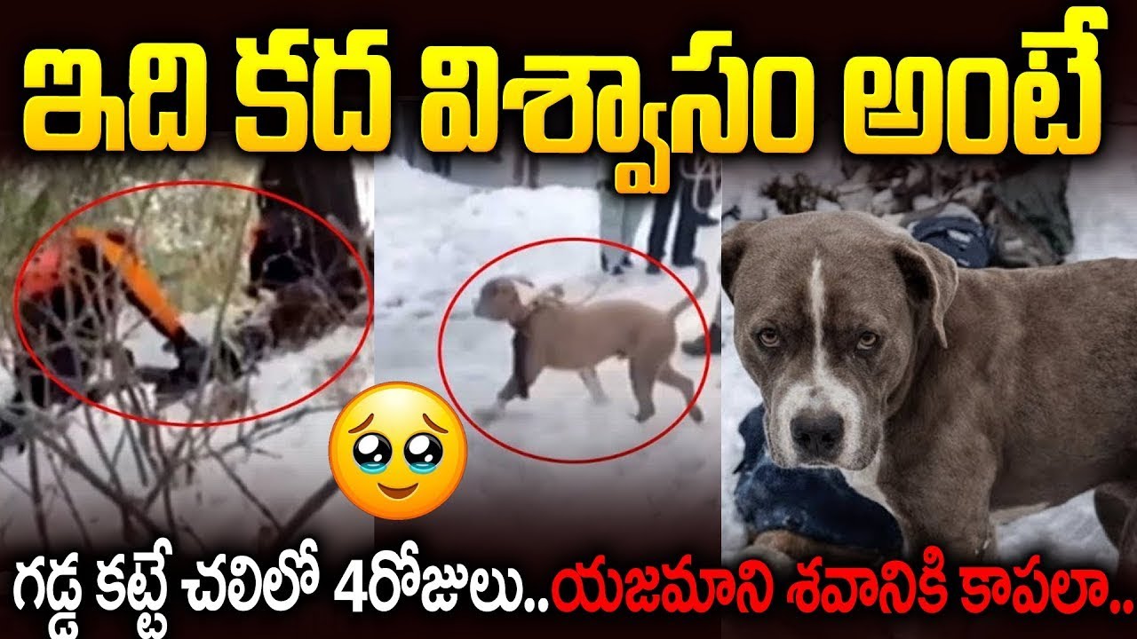 Heartbreaking Video: యజమాని కోసం చావడానికి కూడా సిద్ధమైంది.. | Himachal Dog ViralVideo Telugu | VW