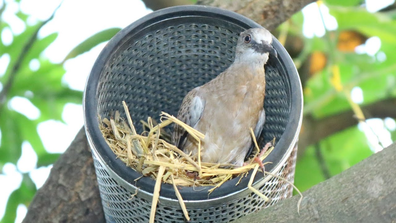 DIY Simple Bird Trap/ How To Make Simple Bird Nest