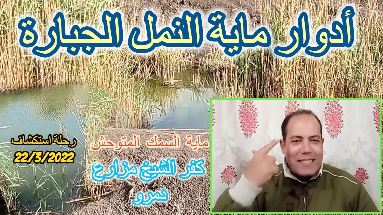 إتفرج من مكانك على أدوار النمل العملاقة