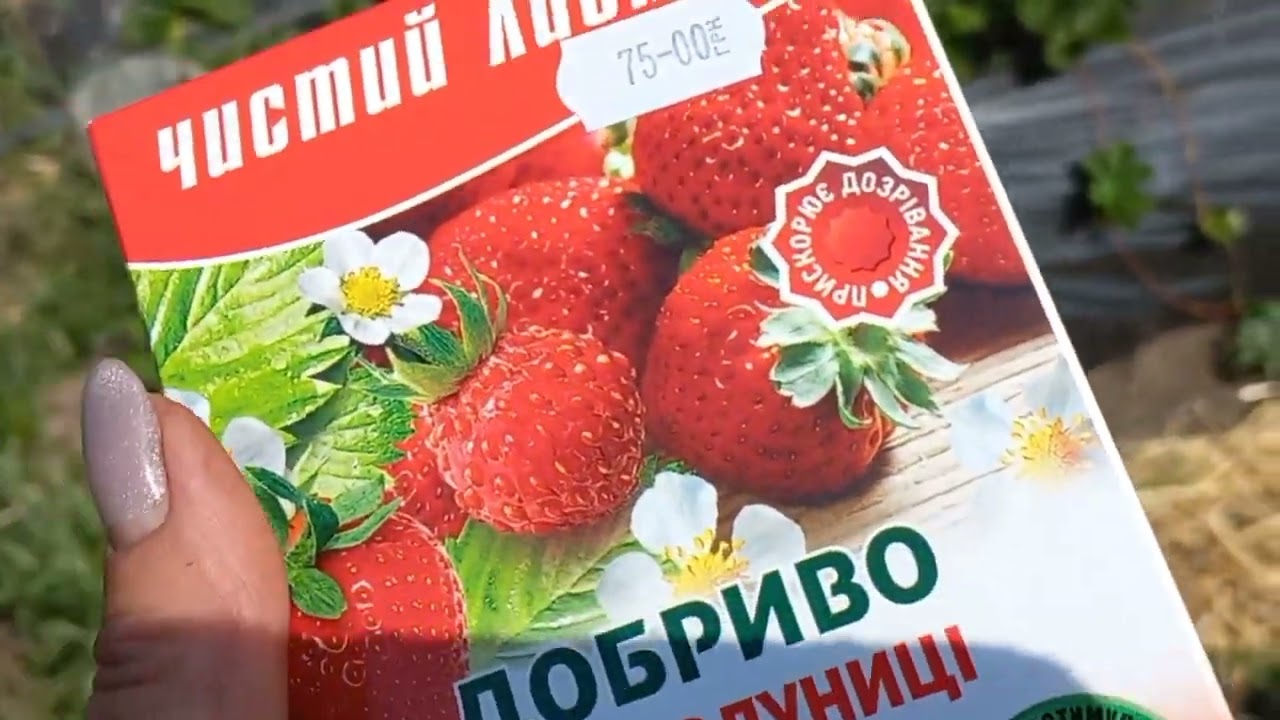 чим  я підживлюю полуницю