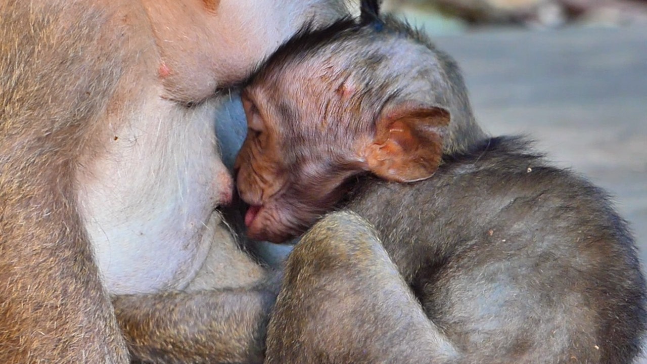 A cute monkey baby absorbency milk so sweet with his mother | Baby Wildlife168