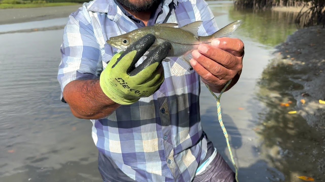 Chicharrones con este pescado 