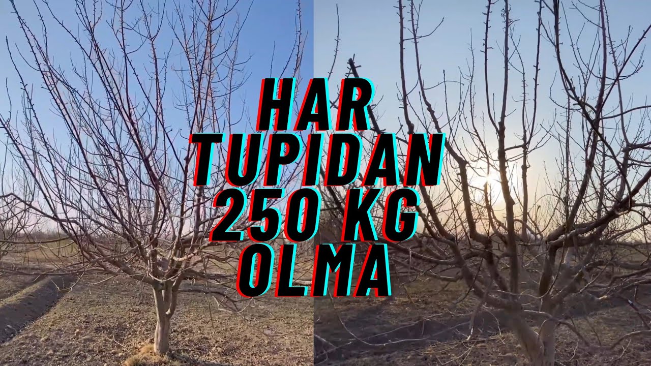 Катта олма дарахтига шакл бериш | Katta olma daraxti shakl berish