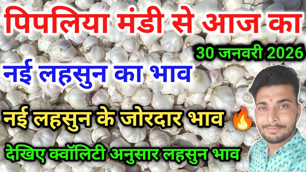 नई ऊटी लहसुन का भाव आज का पिपलिया मंडी New Garlic Price Today Pipliya Mandi January 30, 2026