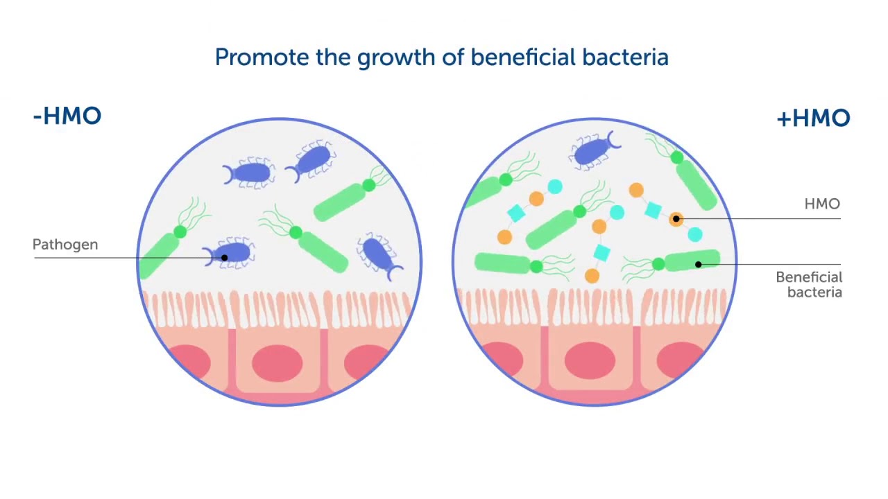 Human Milk Oligosaccharides: Help Strengthen an Infant's Immunity