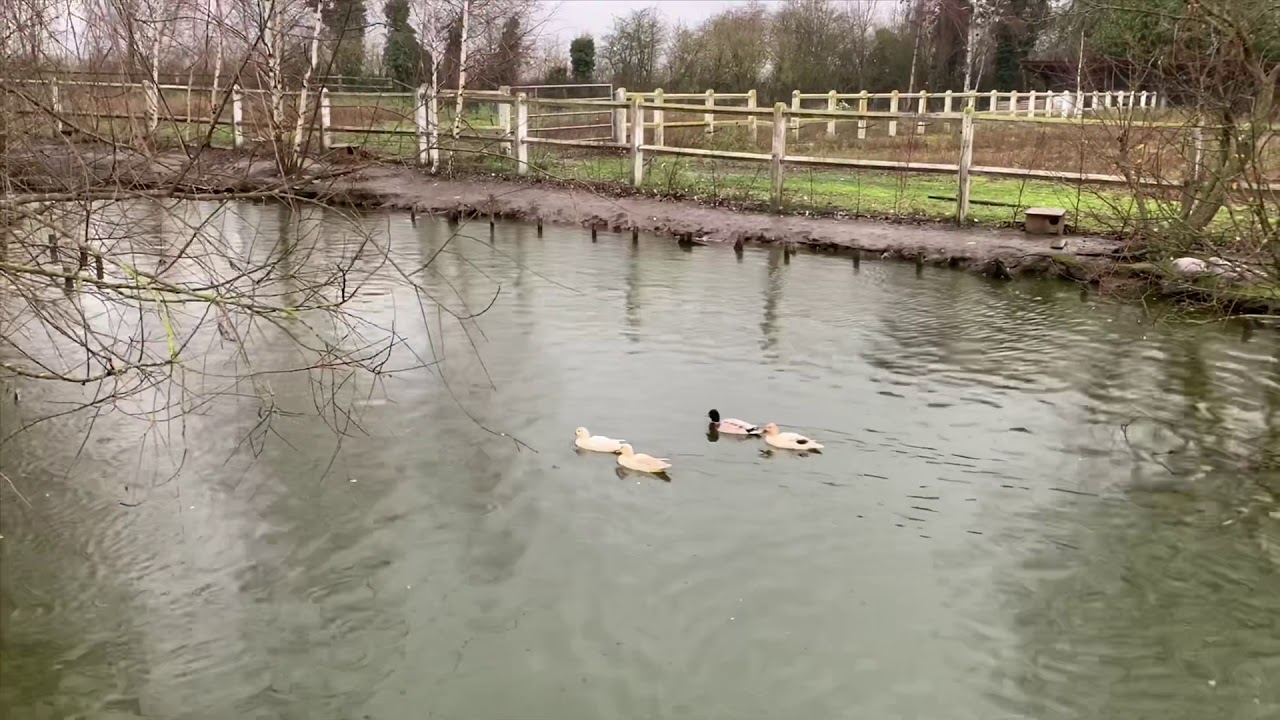 NOUVEAUX ARRIVANT DANS L’ÉLEVAGE TRÈS RARE