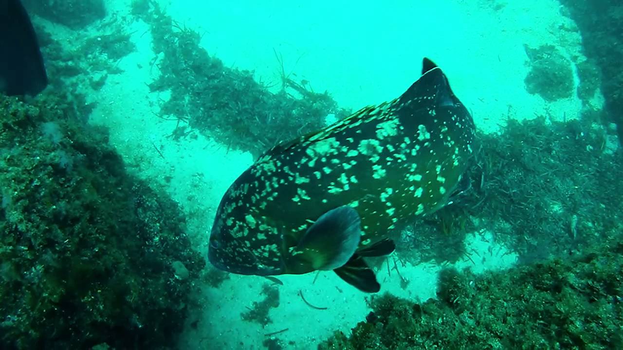 Plongée en Corse dans la réserve des Iles Cerbicales - 2013