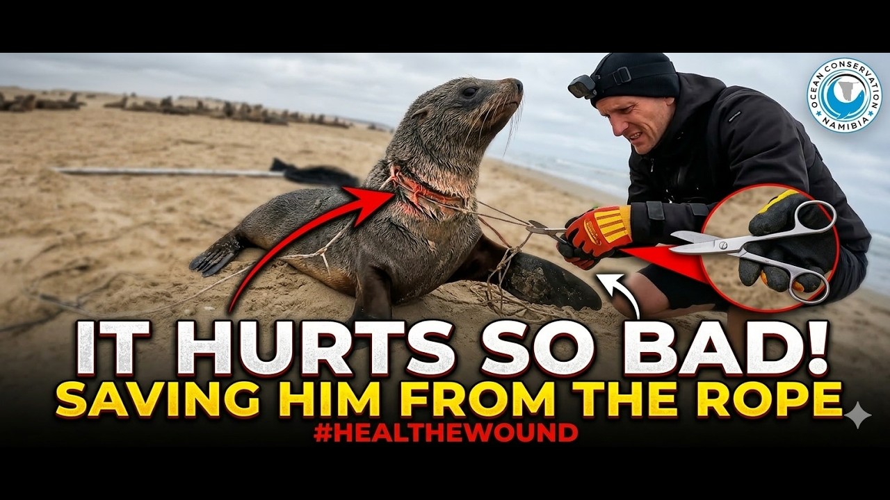 This Seal Was So Brave During Its Rescue