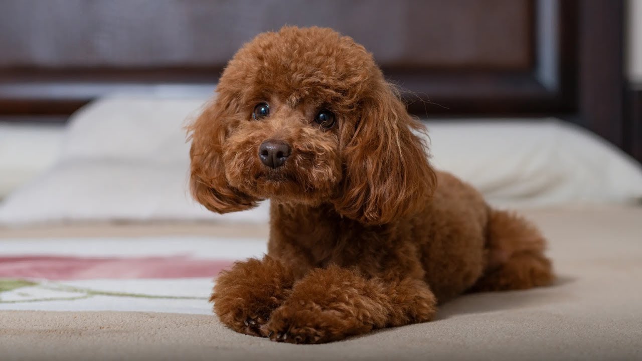 Caniche : Découvrez les Avantages et Inconvénients de Ce Chien Extraordinaire