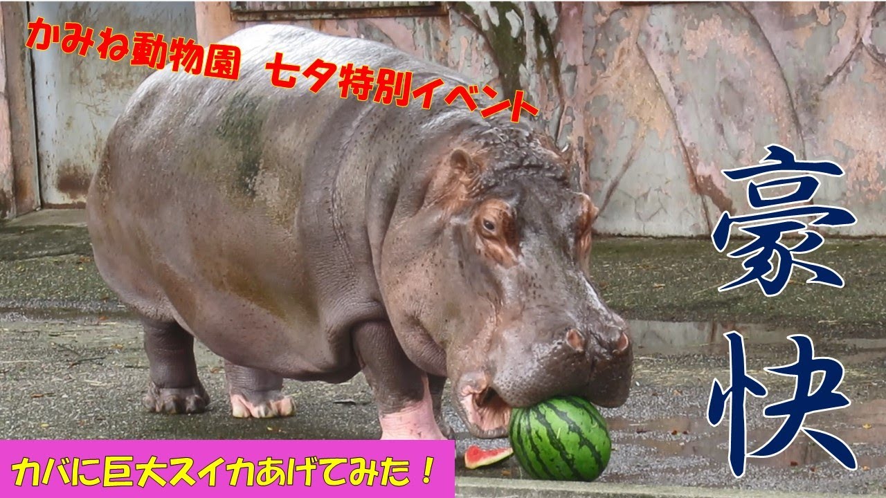 【七夕特別イベント】動物たちの願い叶えます！～カバに巨大スイカ丸ごとあげてみた！～