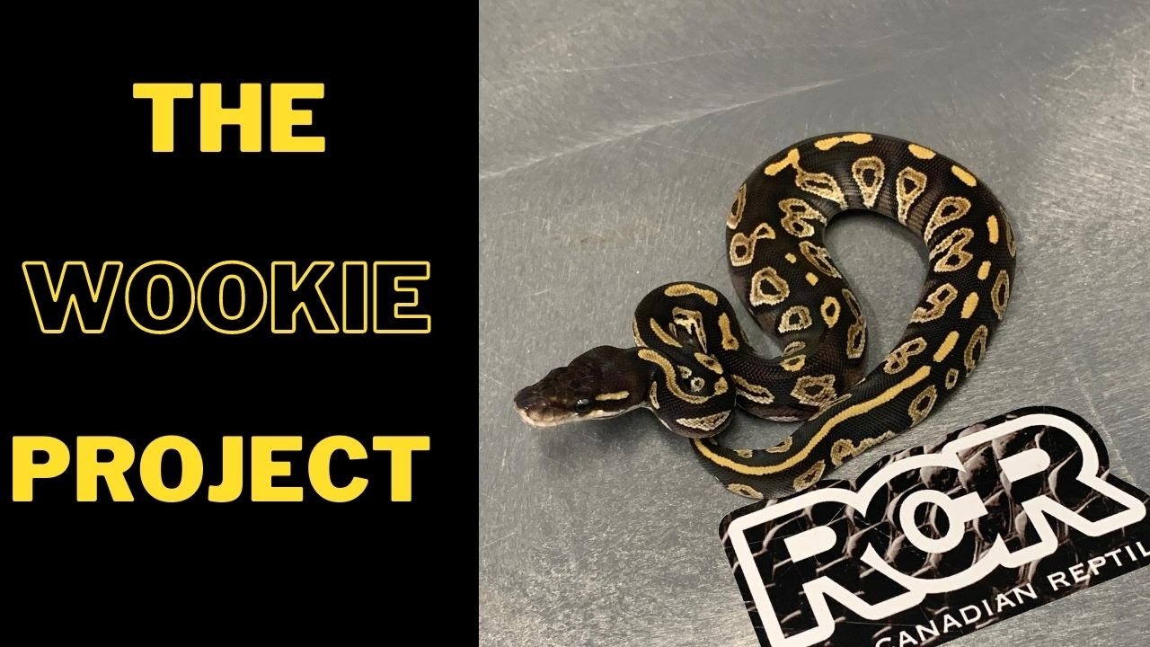 A Gene Called WOOKIE! How cool is that!! RCR