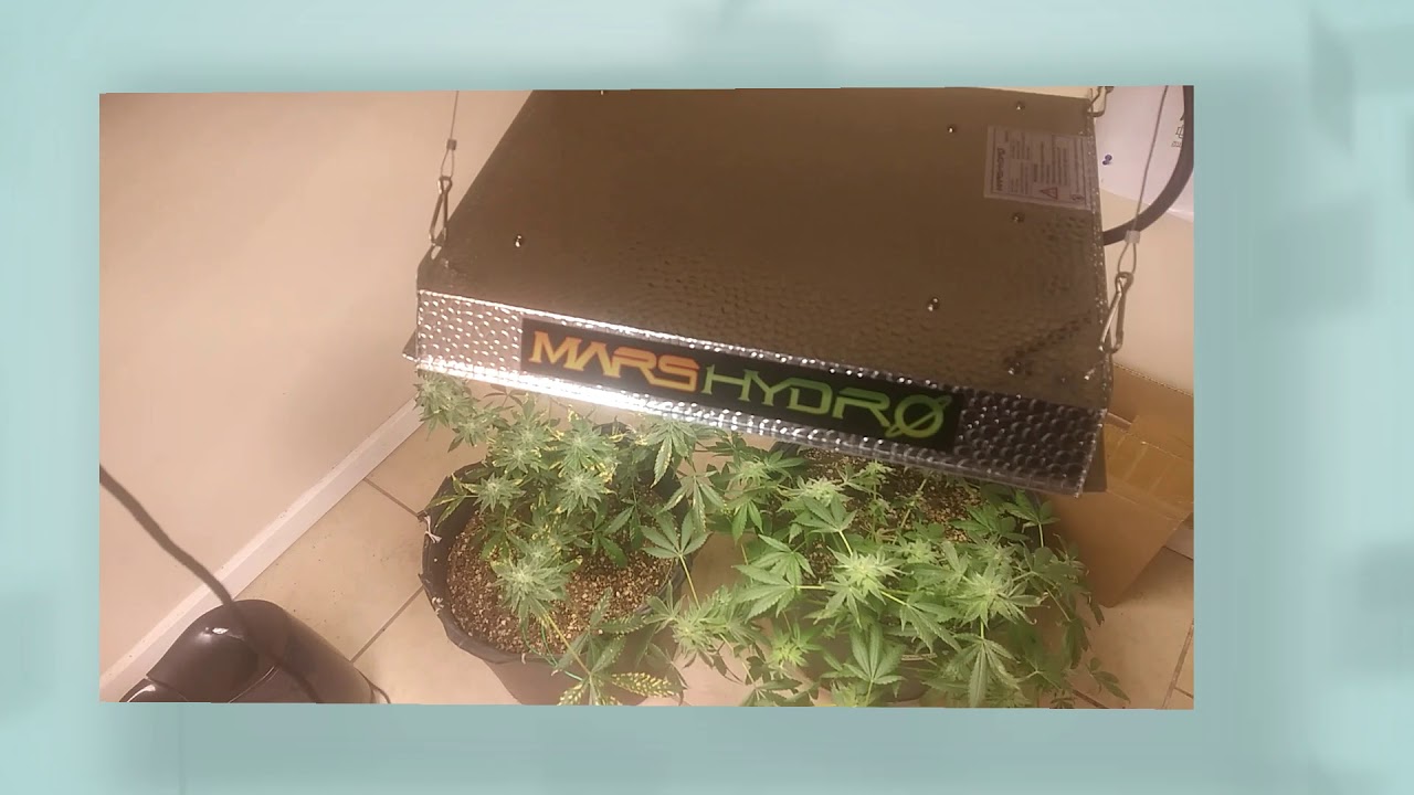 MARS HYDRO ts 600 UNBOXING #marshydro #marshydroTS600 #sunlikespectrum #indoorgrow