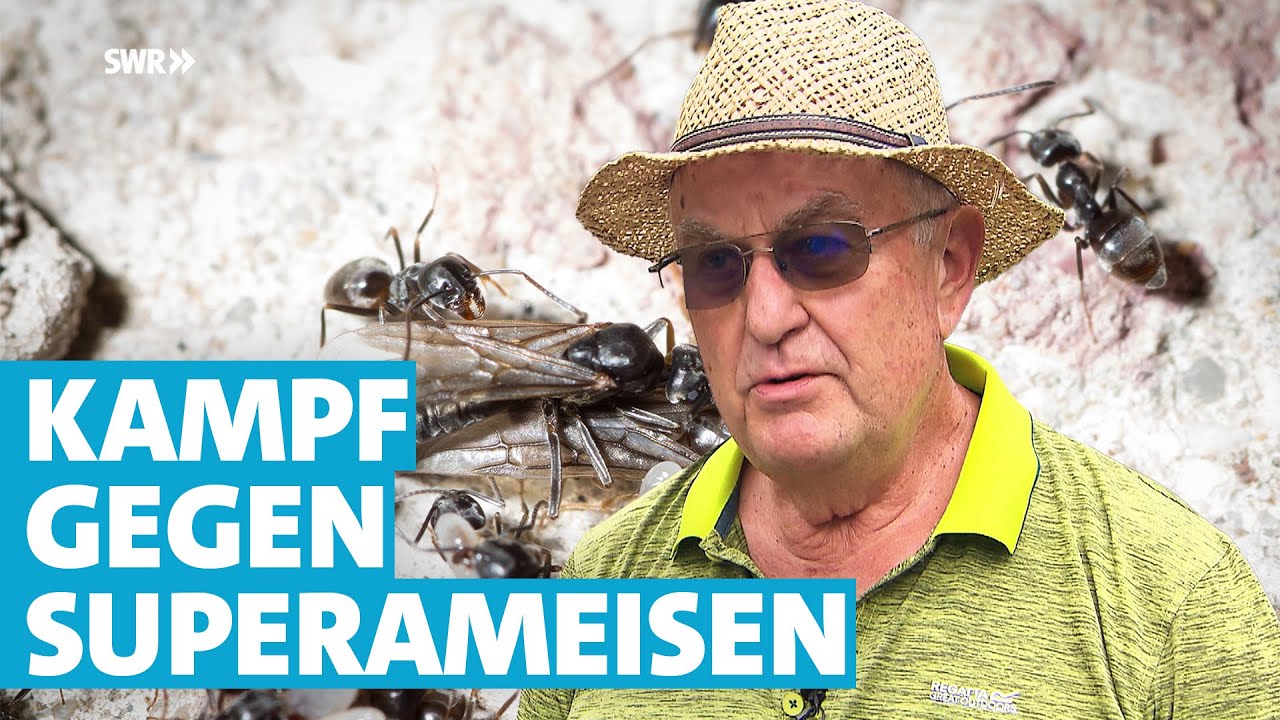 Riesige Ameiseninvasion in Landau: So kämpfen die Nachbarn