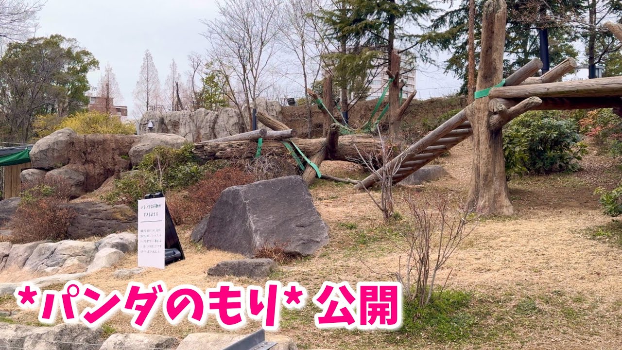 【*パンダのもり* 観覧通路開放 初日🌿】2026/2/10(火)〜3/1(日)まで🐼🐼