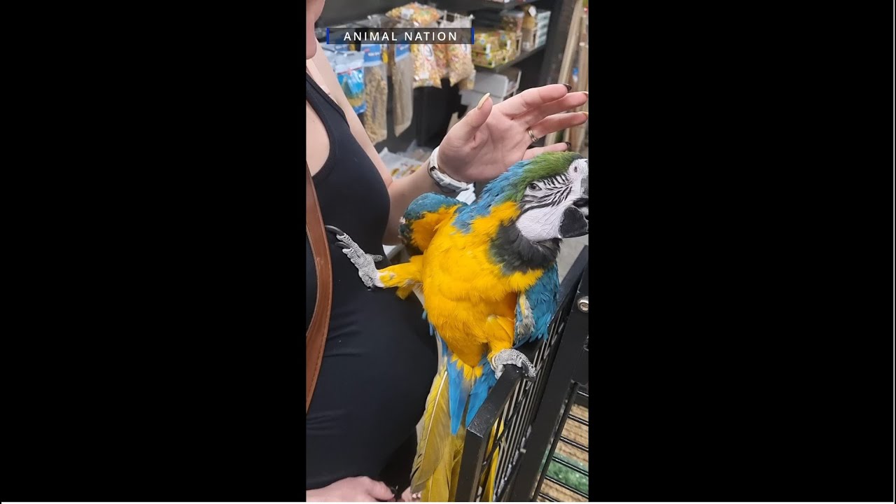 Visiting Blue the 