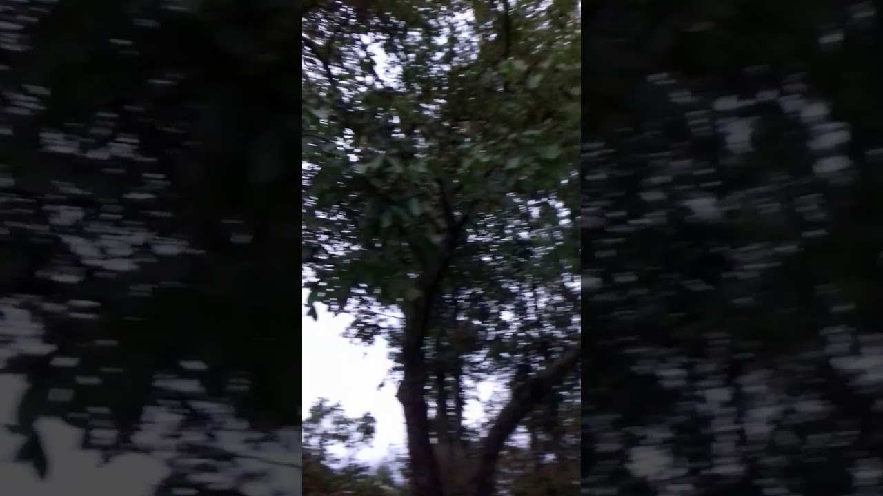 De notenraper