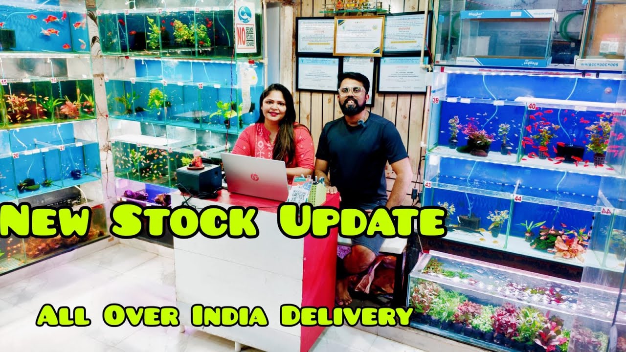 Exotic Fish & Aquatic Plants Stock Update 2026  | Channa, barbs , Puffers & Plants | Fins & Feathers
