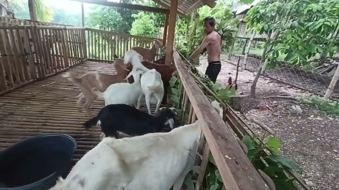 Update sa aming Goat Farm | Quality breed of goats | Goat Farming
