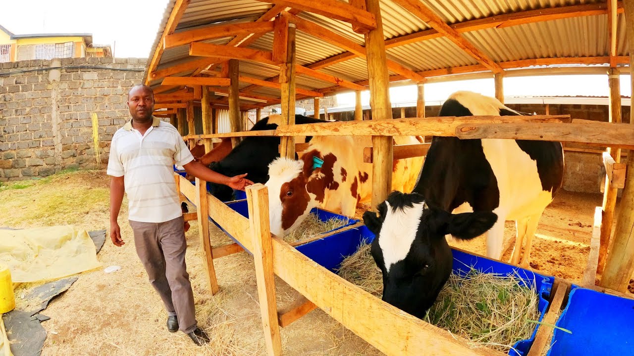 HOW HE RUNS A SUCCESSFUL DAIRY FARM IN HIS 50*100 PLOT IN KASARANI NAIROBI CITY| 100L  Daily.