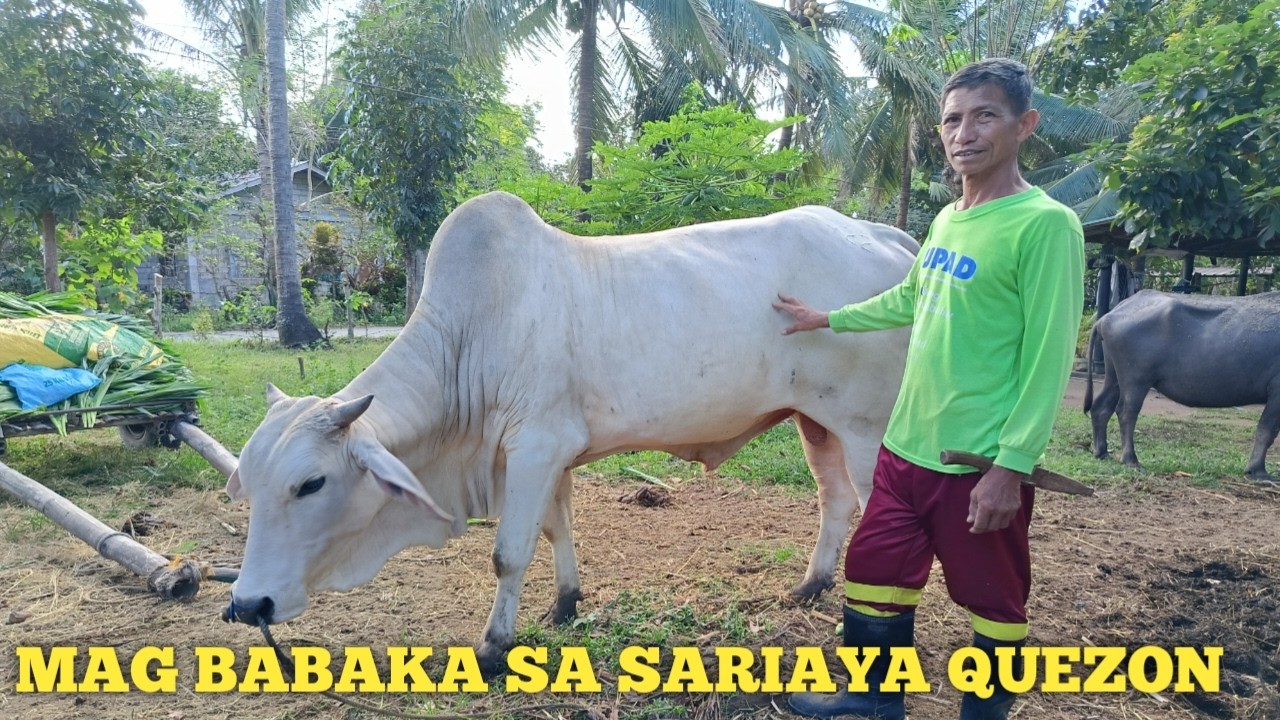 Malaking Baka at alagang kalabaw sa sariaya!