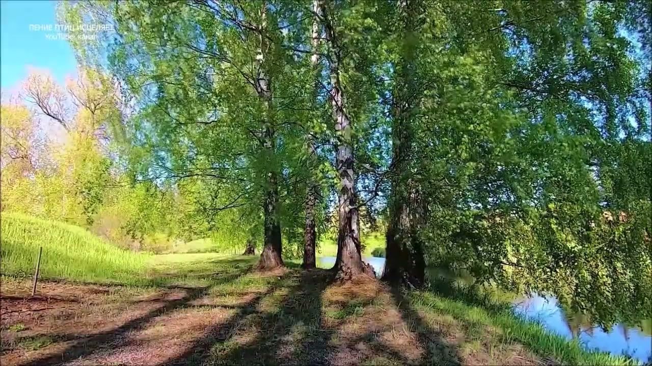 ПЕНИЕ ЗЯБЛИКА И ШУМ ВЕТРА В ВЕТКАХ БЕРЁЗЫ-ПРИРОДНЫЕ ЗВУКИ ПОМОГАЮТ ОБРЕСТИ СПОКОЙСТВИЕ И РАДОСТЬ
