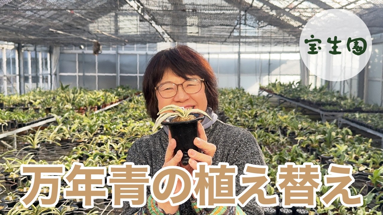 【保存版】万年青の植え替え｜植え替え時期から用土、やり方まで全て教えます
