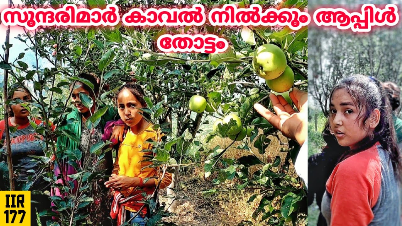 പഹാഠി സുന്ദരിമാർ കാവൽ നിൽക്കും 🍎 തോട്ടം EP 177 | Apple Farm Thalisain Uttarakhand