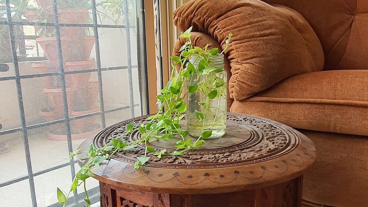 How to Propagate Turtle Vine in Water and Soil | Indoor Gardening