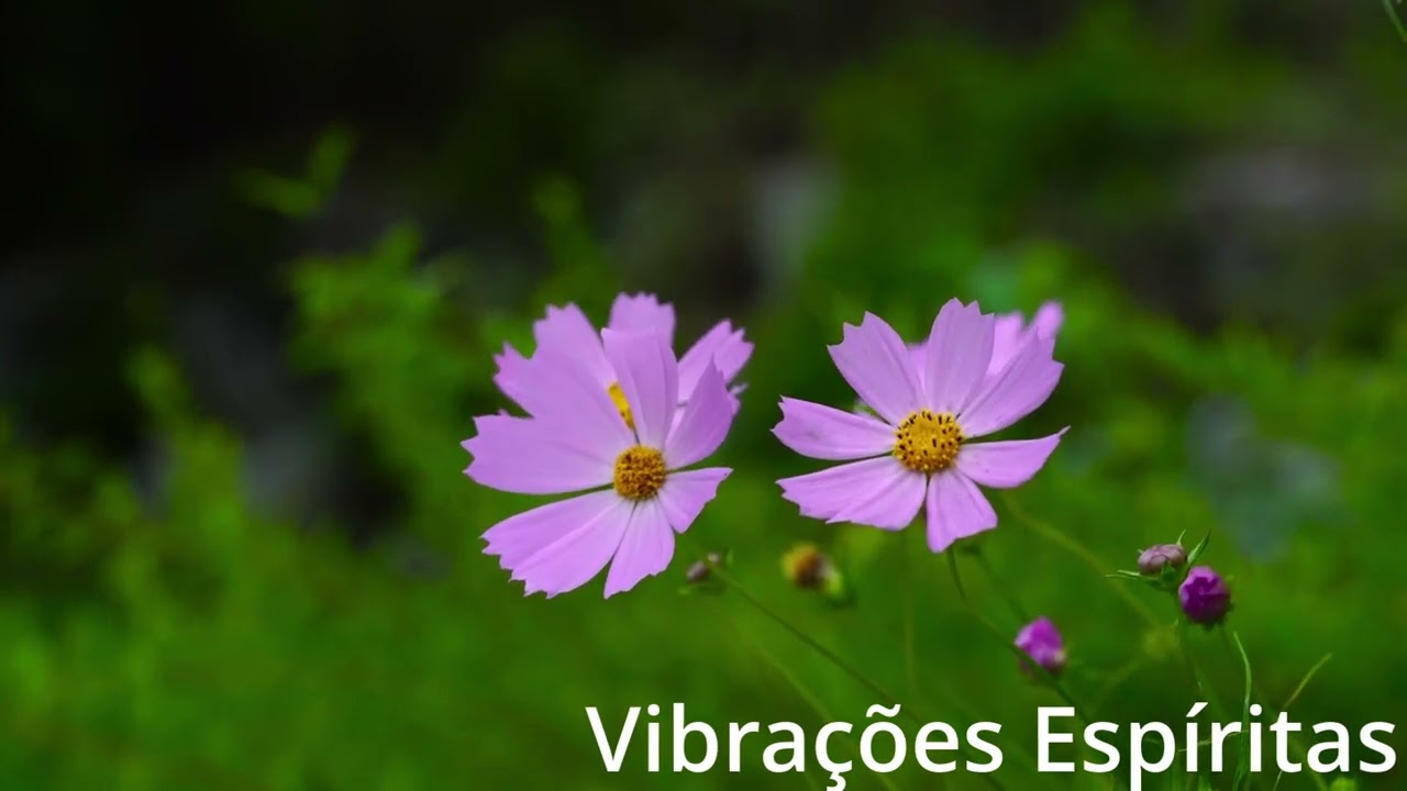 Vibrações Espíritas - Evangelho no Lar - Prece Final