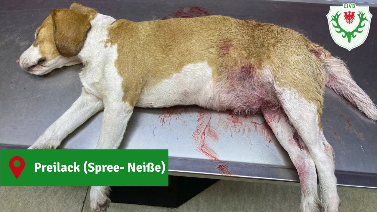 Kein Einzelfall: Wolf tötete Beagle