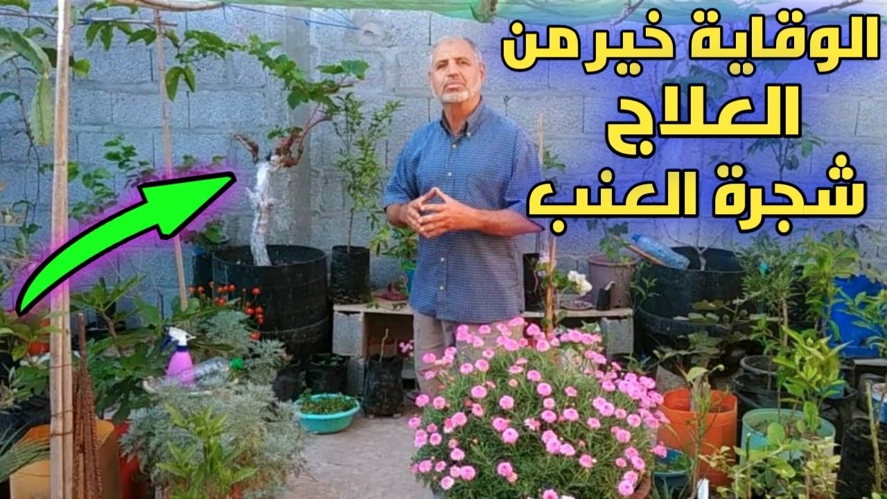 أمراض شجرة العنب : الوقاية و علاج البياض الدقيقي في العنب و البياض الزغبي