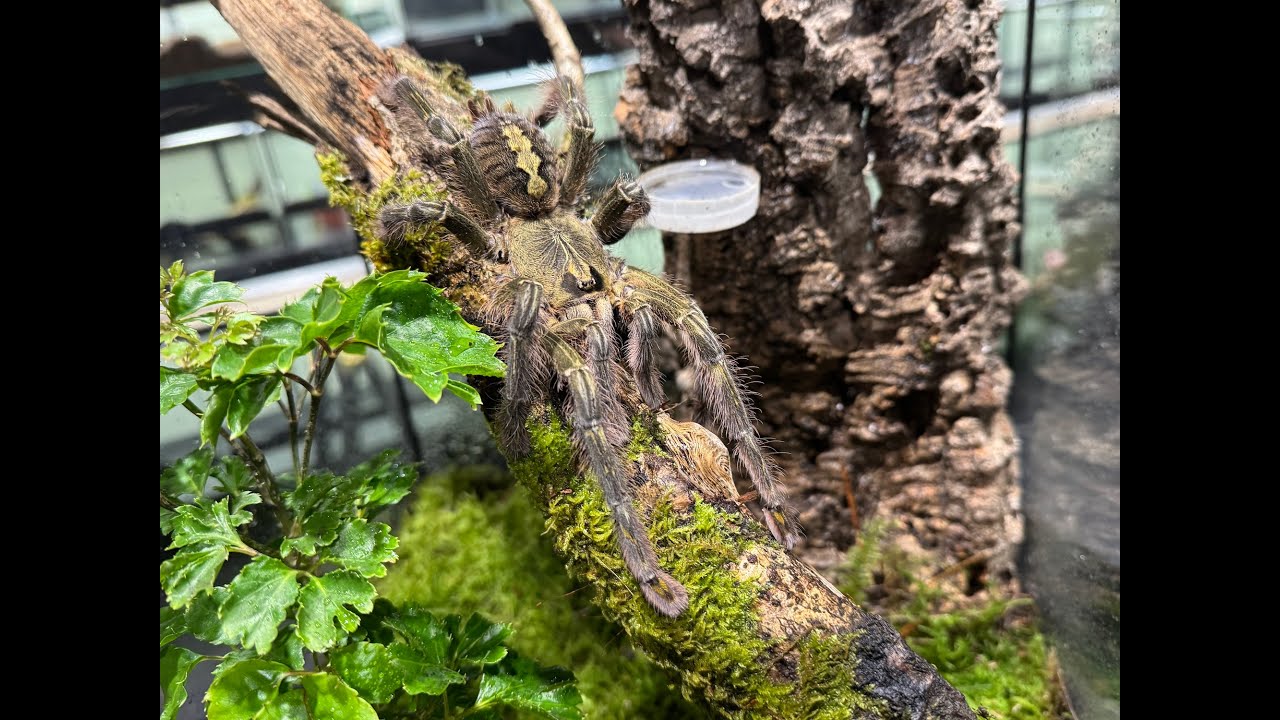 Poecilotheria rufilata, Red Slate Ornamental  rehouse and care