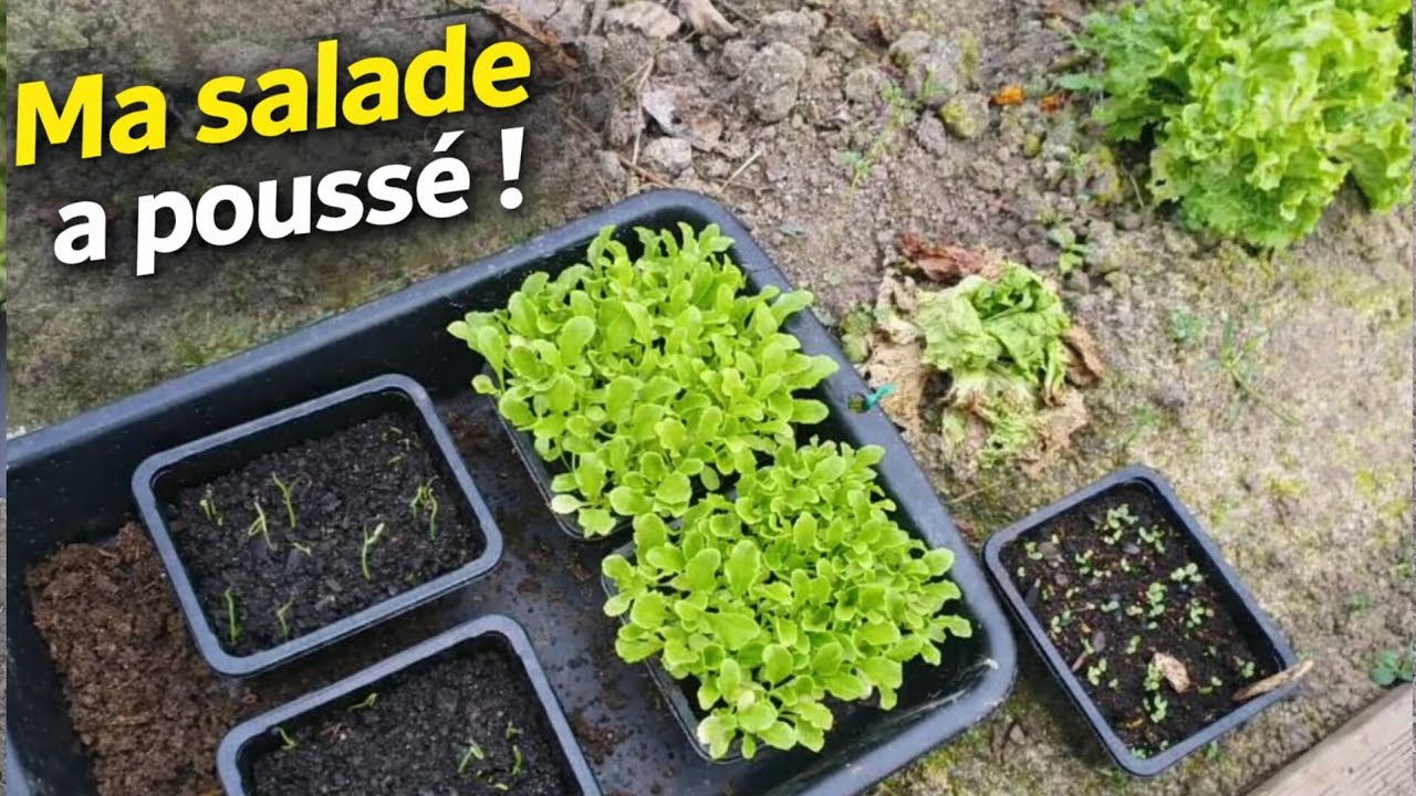 Comment faire pousser de la salade en barquettes  2026