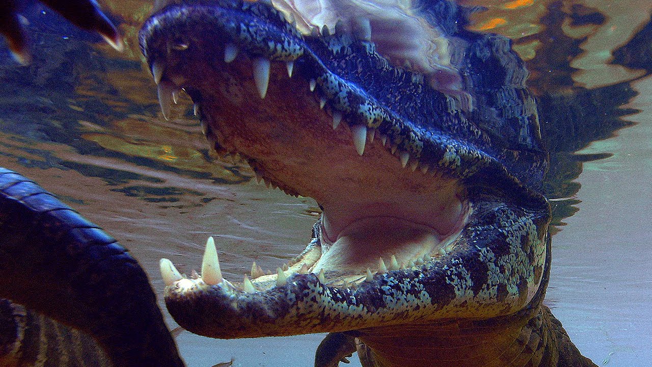 Caiman Snatches And Kills Stork | Planet Earth | BBC Earth