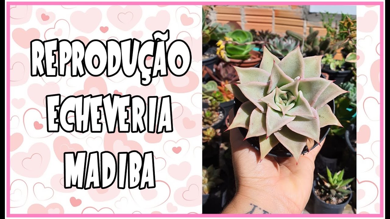 ❤️ Como Fazer Mudas da Echeveria Madiba (Vídeo Completo des da Folha) ❤️