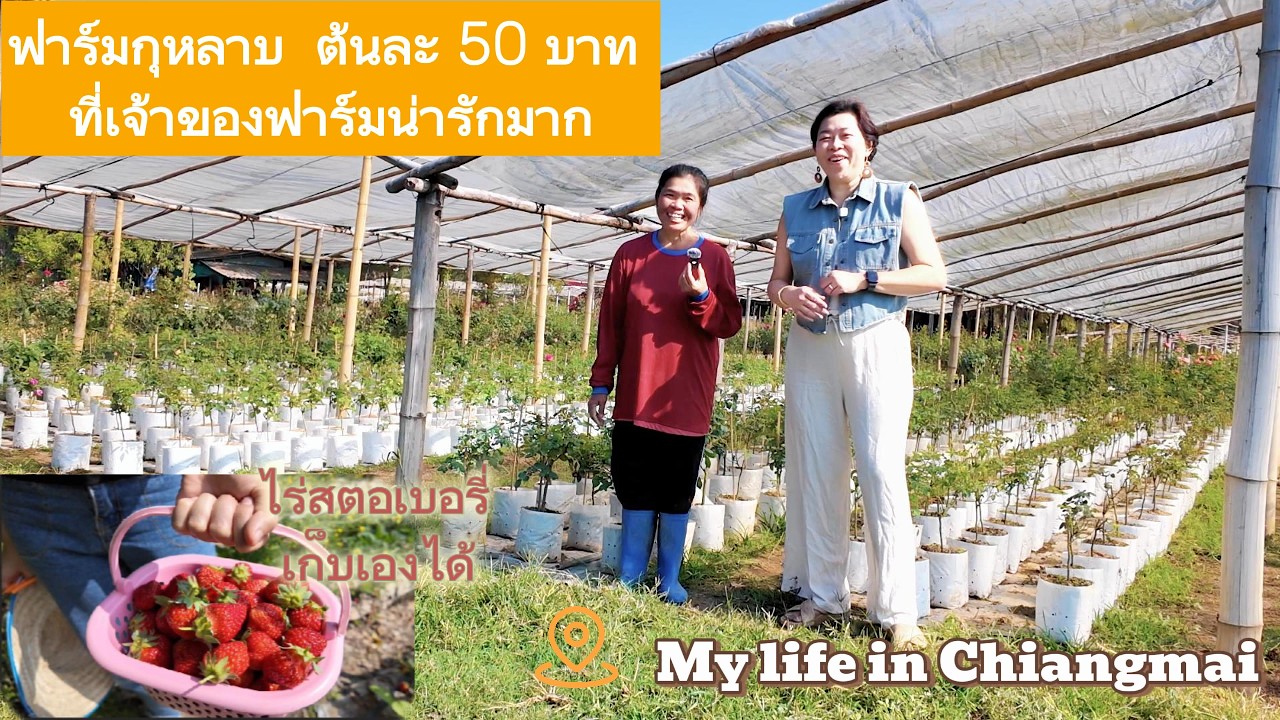 My life in Chiangmai EP 44 : ฟาร์มกุหลาบ และไร่สตอเบอรี่ แม่ริม เชียงใหม่