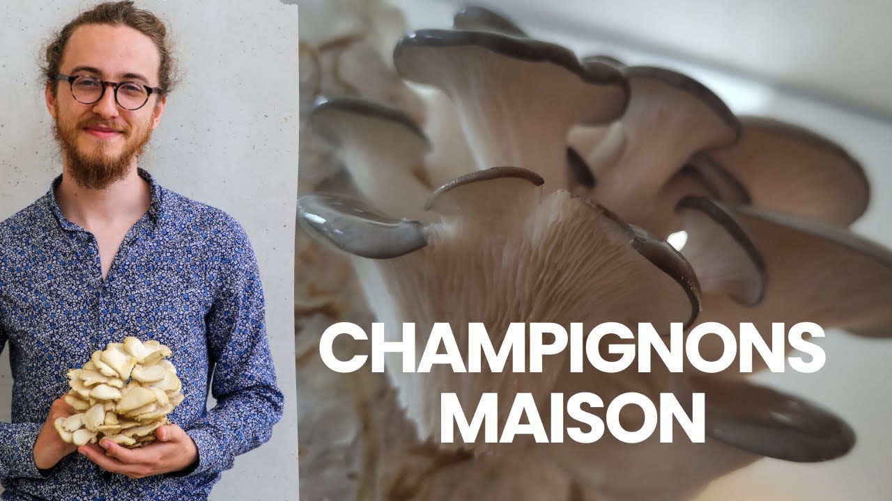 Culture Champignons à la maison Low Tech - Agri Maker