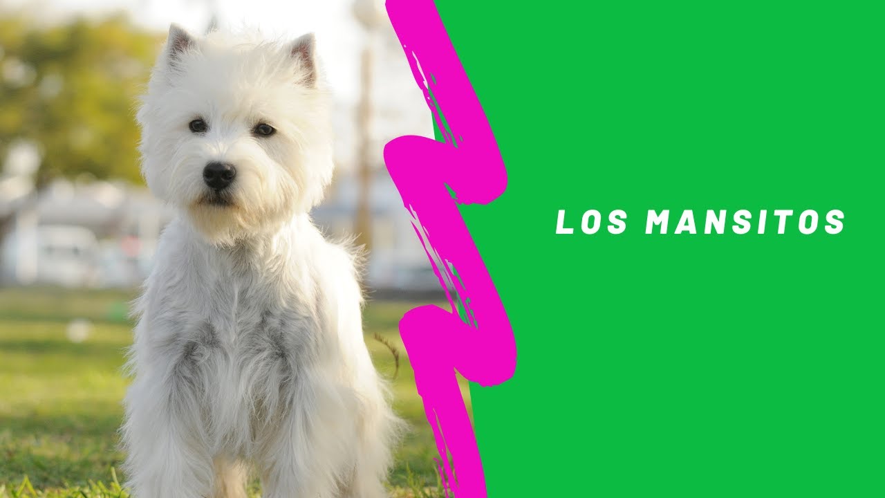El Westie, mejor dicho West Highland White Terrier