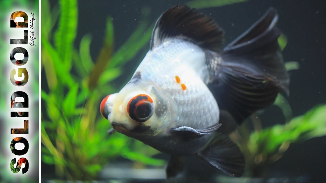 Relaxing Goldfish Tank | 10 Minutes of Goldfish