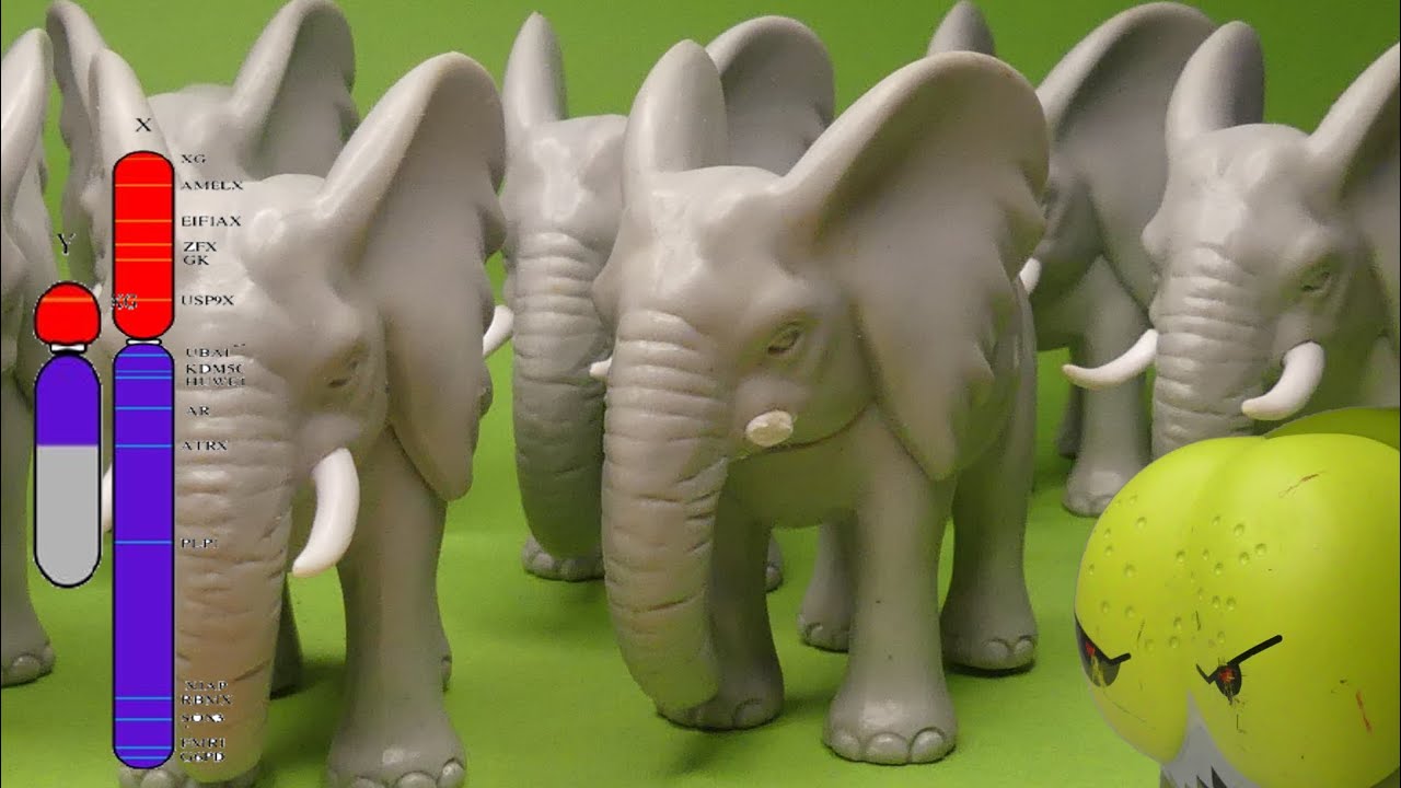 Evolution des éléphants Feat. le Chromosome X