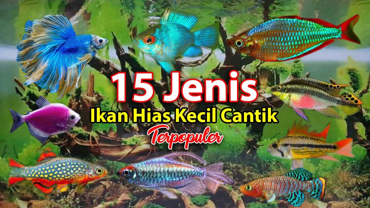15 Jenis Ikan Hias Kecil Cantik Aquarium Air Tawar