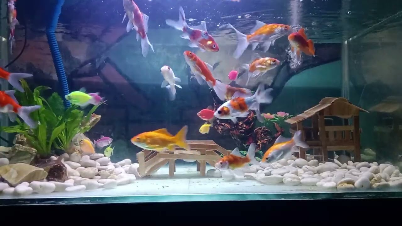 Ikan di Akuarium dengan Rumah Mini&Jembatan Cantik 🐟| Dekorasi Kecil, Suasana Tenang Bikin Adem Hati